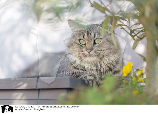 female German Longhair / DOL-01282