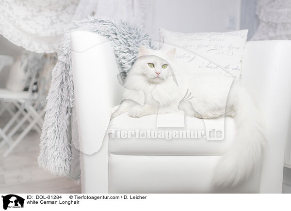 white German Longhair / DOL-01284