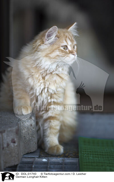 Deutsch Langhaar Ktzchen / German Longhair Kitten / DOL-01740