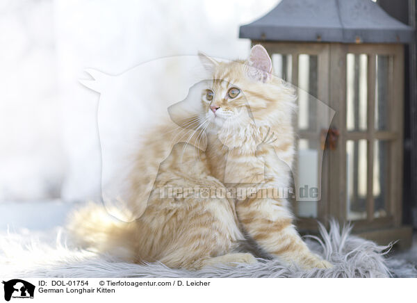 Deutsch Langhaar Ktzchen / German Longhair Kitten / DOL-01754