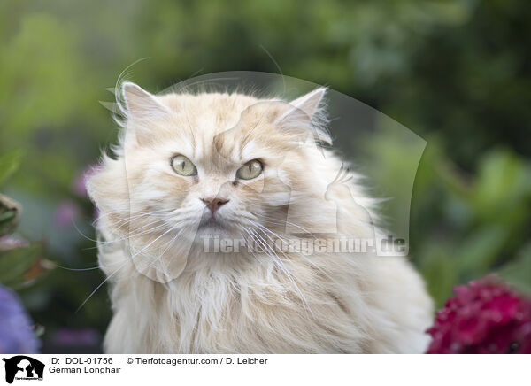 Deutsch Langhaar / German Longhair / DOL-01756