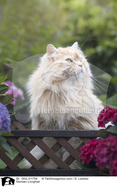 Deutsch Langhaar / German Longhair / DOL-01759