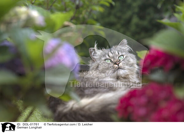 Deutsch Langhaar / German Longhair / DOL-01761