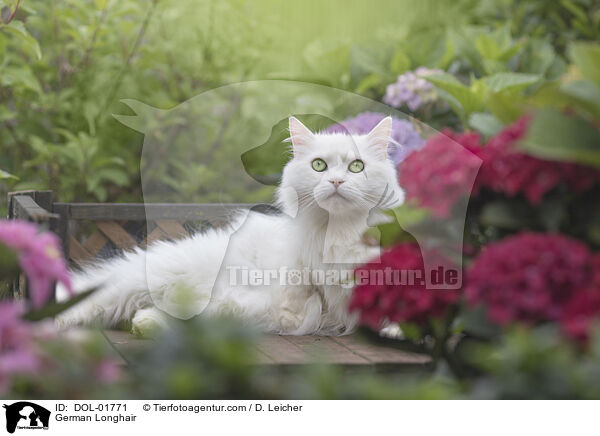 Deutsch Langhaar / German Longhair / DOL-01771