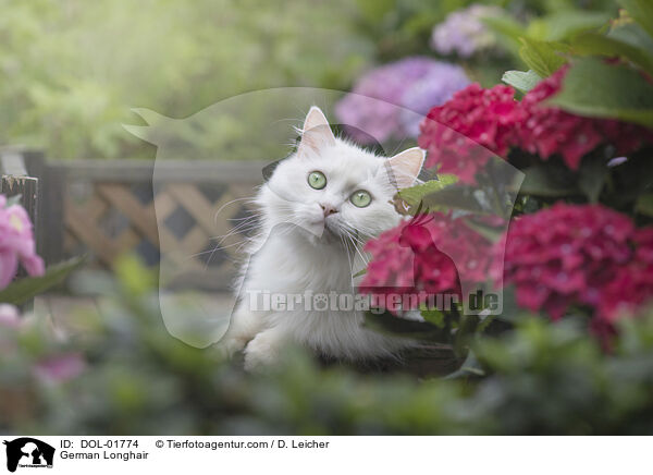 Deutsch Langhaar / German Longhair / DOL-01774