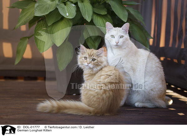 Deutsch Langhaar Ktzchen / German Longhair Kitten / DOL-01777