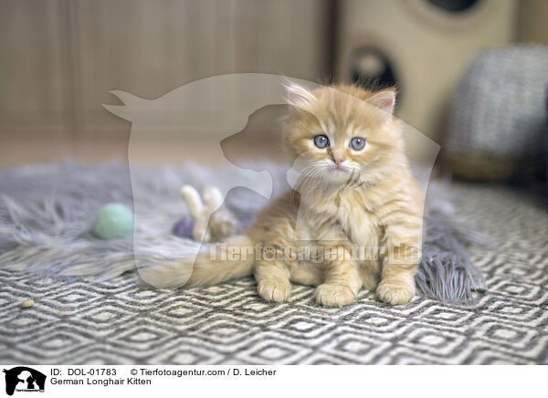 Deutsch Langhaar Ktzchen / German Longhair Kitten / DOL-01783