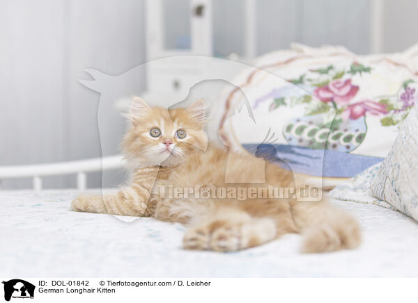 Deutsch Langhaar Ktzchen / German Longhair Kitten / DOL-01842