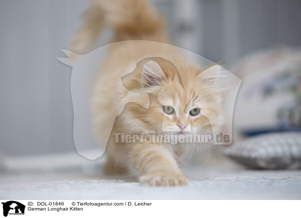 Deutsch Langhaar Ktzchen / German Longhair Kitten / DOL-01846