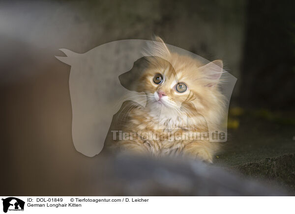 Deutsch Langhaar Ktzchen / German Longhair Kitten / DOL-01849