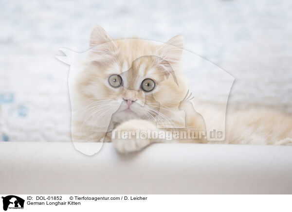 Deutsch Langhaar Ktzchen / German Longhair Kitten / DOL-01852