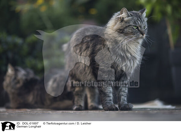 Deutsch Langhaar / German Longhair / DOL-01897