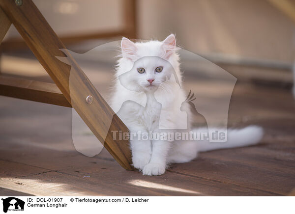 Deutsch Langhaar / German Longhair / DOL-01907