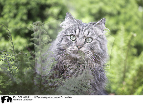 Deutsch Langhaar / German Longhair / DOL-01911