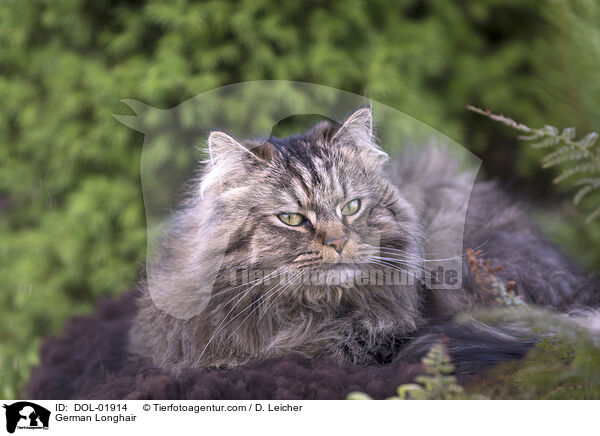 Deutsch Langhaar / German Longhair / DOL-01914