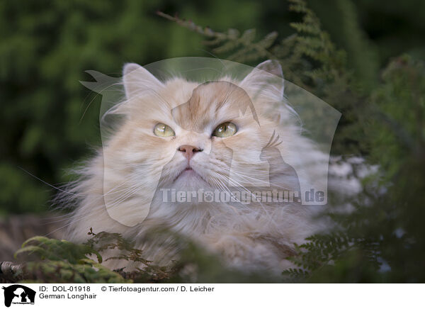 Deutsch Langhaar / German Longhair / DOL-01918