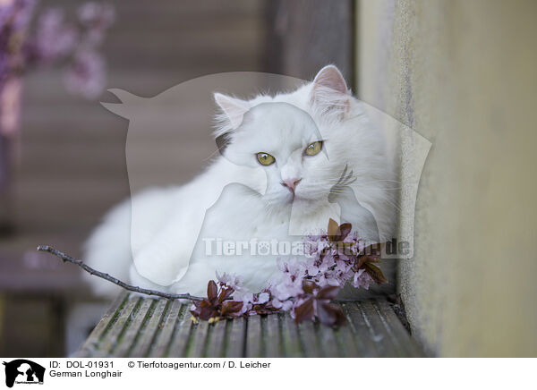 Deutsch Langhaar / German Longhair / DOL-01931