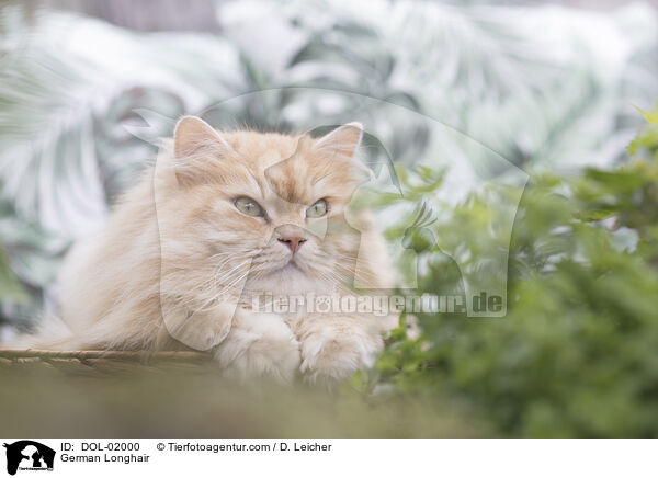 Deutsch Langhaar / German Longhair / DOL-02000