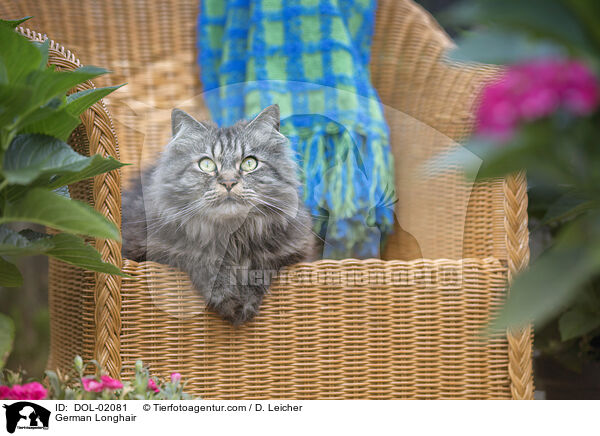 Deutsch Langhaar / German Longhair / DOL-02081