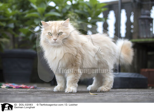 Deutsch Langhaar / German Longhair / DOL-02083