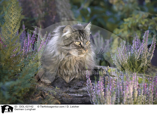 Deutsch Langhaar / German Longhair / DOL-02142