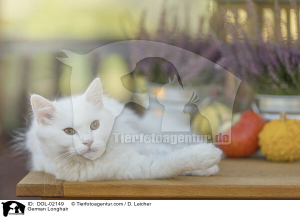 Deutsch Langhaar / German Longhair / DOL-02149