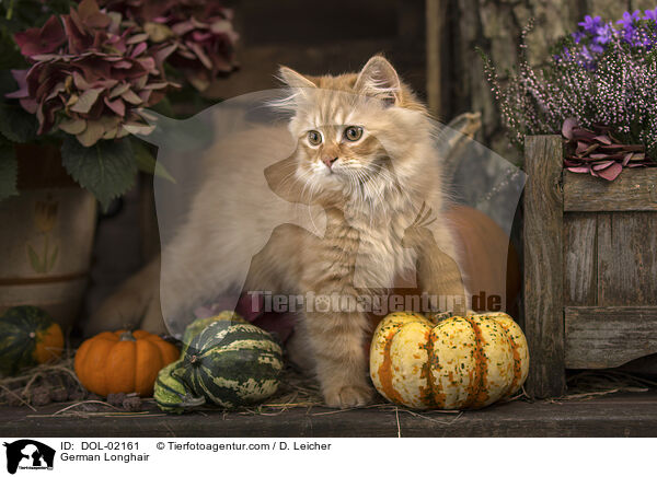 Deutsch Langhaar / German Longhair / DOL-02161