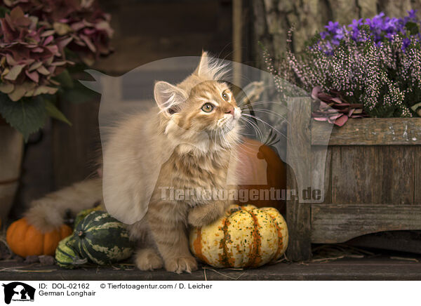 Deutsch Langhaar / German Longhair / DOL-02162