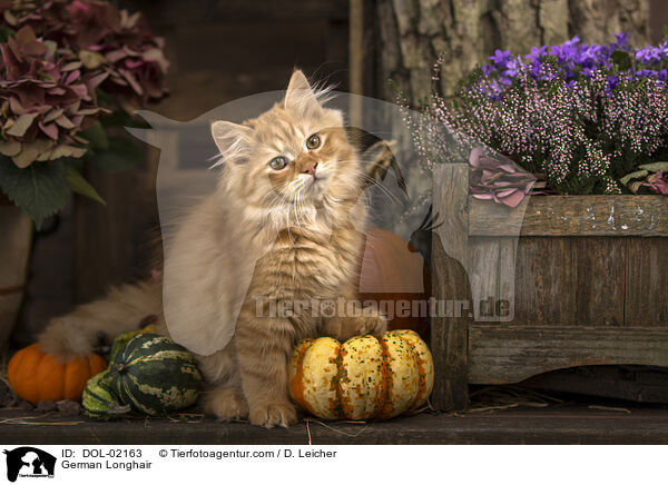 Deutsch Langhaar / German Longhair / DOL-02163