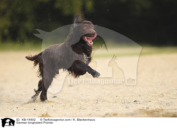 Deutsch Langhaar / German longhaired Pointer / KB-14902