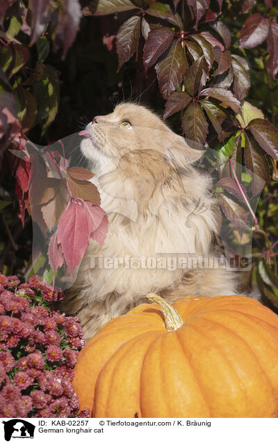 Deutsch Langhaar / German longhair cat / KAB-02257