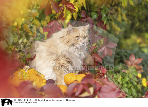 Deutsch Langhaar / German longhair cat / KAB-02259