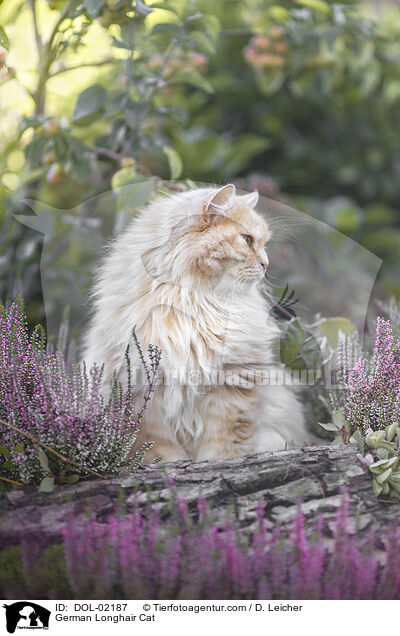 Deutsch Langhaar / German Longhair Cat / DOL-02187