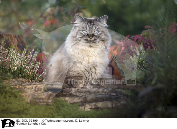 Deutsch Langhaar / German Longhair Cat / DOL-02199