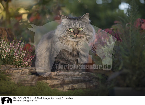 Deutsch Langhaar / German Longhair Cat / DOL-02201