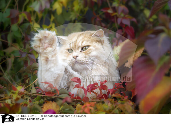 Deutsch Langhaar / German Longhair Cat / DOL-02213