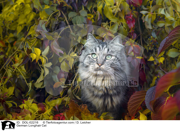 Deutsch Langhaar / German Longhair Cat / DOL-02216