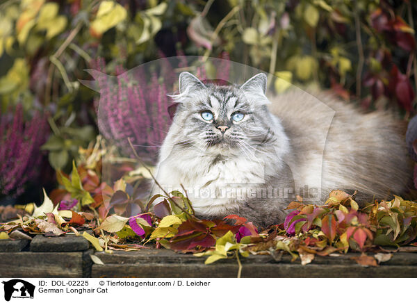 Deutsch Langhaar / German Longhair Cat / DOL-02225