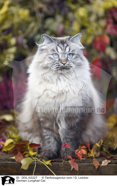 Deutsch Langhaar / German Longhair Cat / DOL-02227