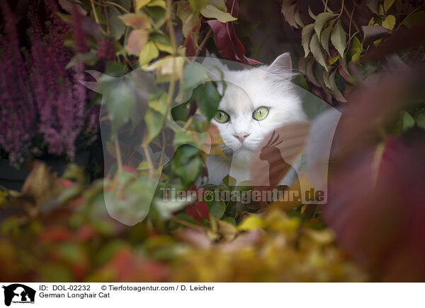 Deutsch Langhaar / German Longhair Cat / DOL-02232