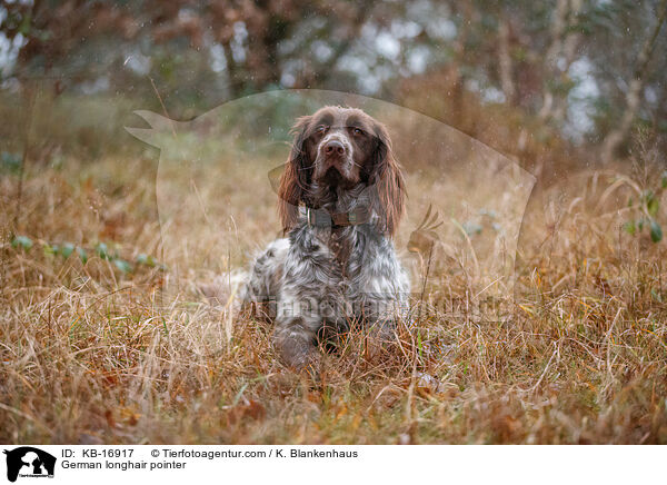 Deutsch Langhaar / German longhair pointer / KB-16917