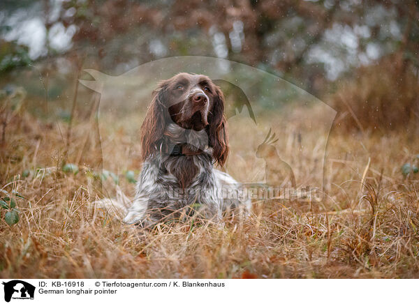 Deutsch Langhaar / German longhair pointer / KB-16918