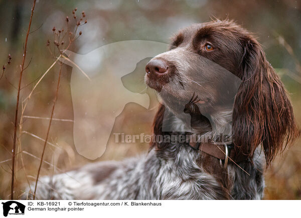 Deutsch Langhaar / German longhair pointer / KB-16921