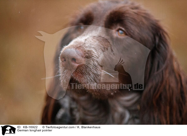 Deutsch Langhaar / German longhair pointer / KB-16922