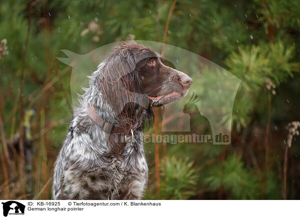 Deutsch Langhaar / German longhair pointer / KB-16925