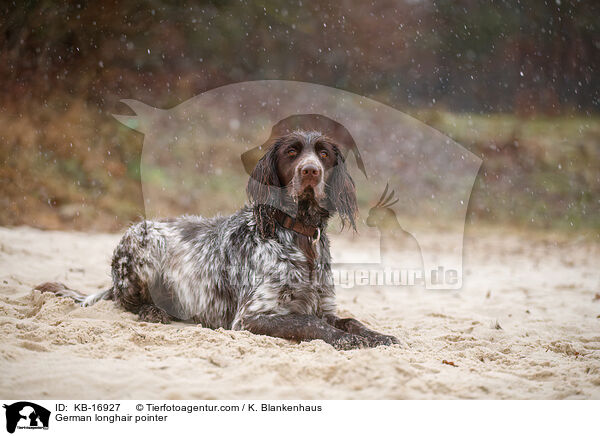 Deutsch Langhaar / German longhair pointer / KB-16927