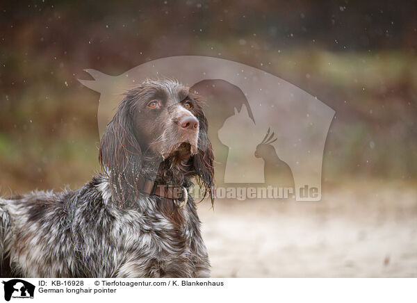 Deutsch Langhaar / German longhair pointer / KB-16928