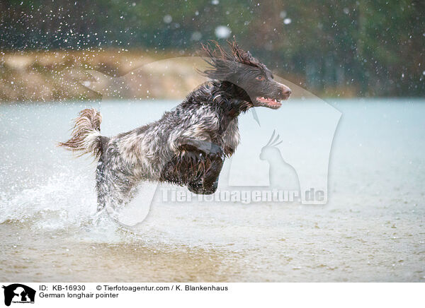 Deutsch Langhaar / German longhair pointer / KB-16930