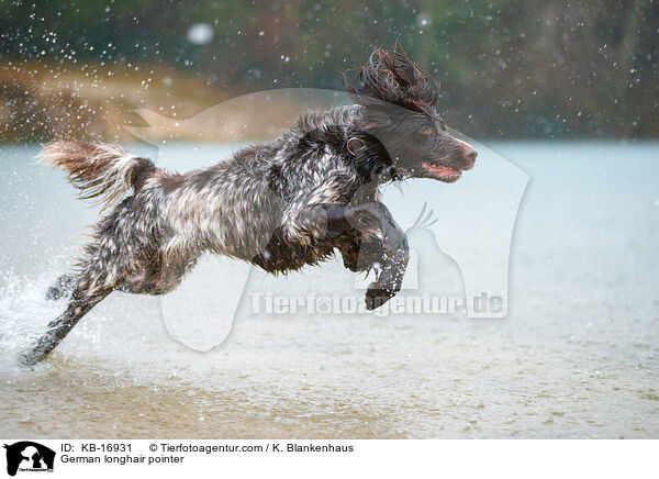 Deutsch Langhaar / German longhair pointer / KB-16931