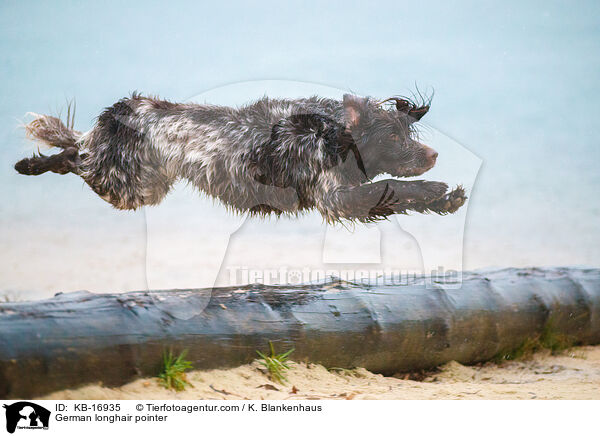 Deutsch Langhaar / German longhair pointer / KB-16935